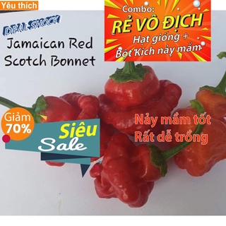 [DEAL SỐC] - Hạt Giống Ớt JAMAICA Siêu Cay - 2 hạt - Tặng kích nảy mầm