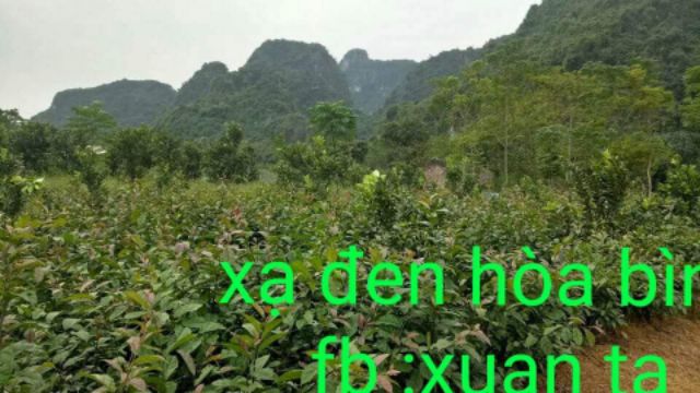 Xạ đen Hòa Bình đóng túi 1kg/túi | BigBuy360 - bigbuy360.vn