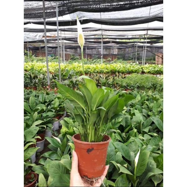 Cây Lan Ý /_ Cây Hoa trăng 🌝🌜🌛