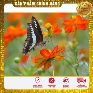Hạt Giống Hoa Cúc Sao Nháy mix(100 hạt)
