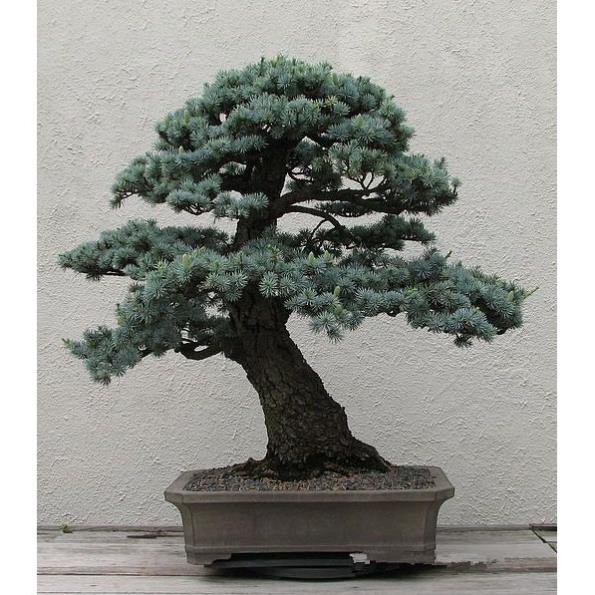 10 hạt giống cây thông bonsai nhật bản