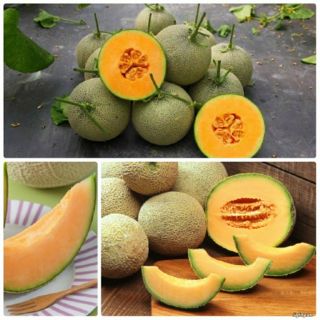 HẠT GIỐNG DƯA LƯỚI VÀNG F1