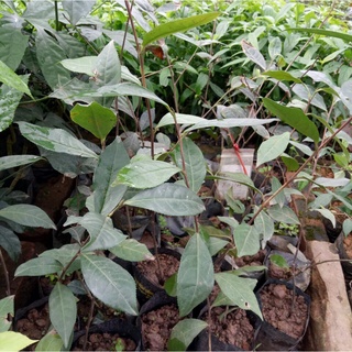 🌿 Combo 2 cây giống chè xanh 🌰 MUA 4 TẶNG 1 🌰 Thanh toán trước tặng thêm 1 cây