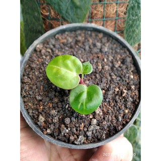 Anthurium dorayaki x quên