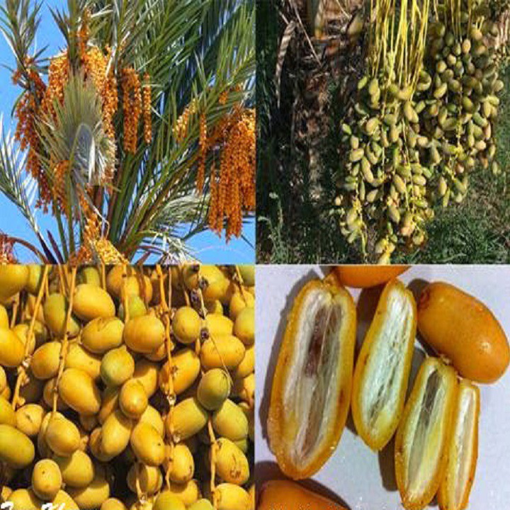 Cây chà là giống chuẩn khỏe đẹp