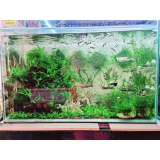 Rêu java thủy sinh