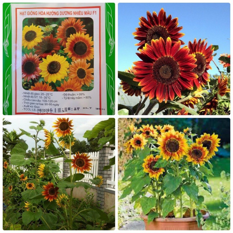 Hạt Giống Hoa Hướng Dương Mix Nhiều Màu | SL: 30 HẠT