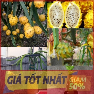 Cây thanh long tổ yến ecuador vỏ vàng cực ngọt - hàng chuẩn f1 - cam kết giống chuẩn