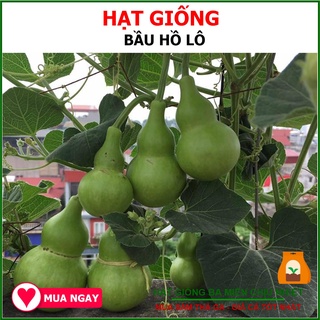Hạt Giống Bầu Hồ Lô Chịu Nhiệt Dễ Trồng Rạng Đông