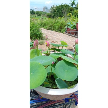 Golden Monkey, Sen vàng đẹp lạ sức sống mãnh liệt, sai hoa