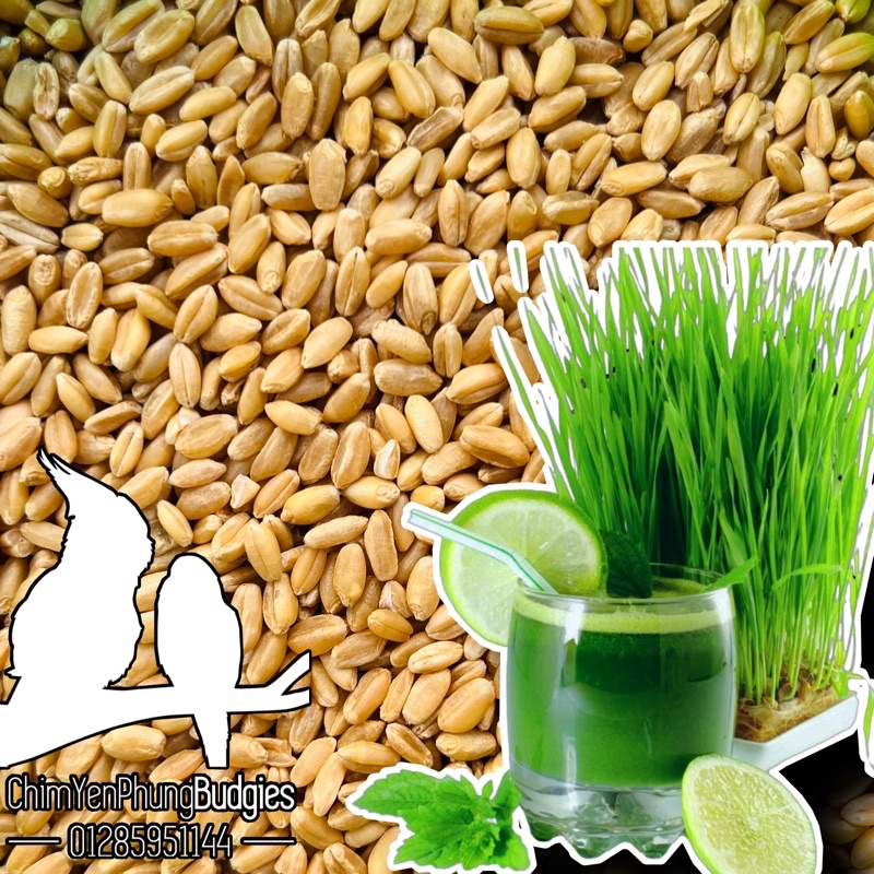 1kg hạt giống cỏ lúa mì (wheatgrass) ươm lấy nước uống.