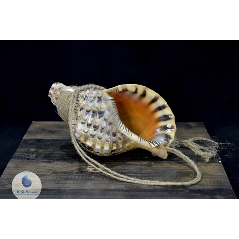 Kèn Tù Và - Pháp Loa Ốc Biển Tù Và Bông