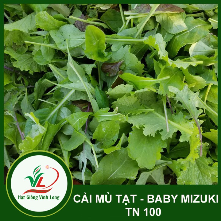 Hạt giống Cải mù tạt - baby mizuki TN 100 - 10g