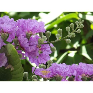 Cung Cấp Hạt Giống Hoa Bằng Lăng (10 hạt) hạt đẹp