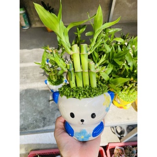 Chậu Trúc Phát Tài(chậu đa dạng)