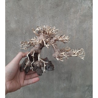 Lũa gỗ bonsai cỡ vừa trang trí bể cá