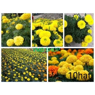 Hạt giống vạn thọ pháp lùn f1