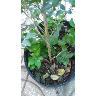 Cây Nguyệt Quế sắp cho hoa