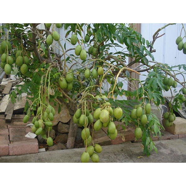 Cây cóc thái ra quả siêu sớm