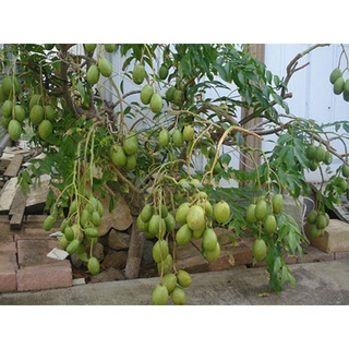 Cây cóc thái ra quả siêu sớm