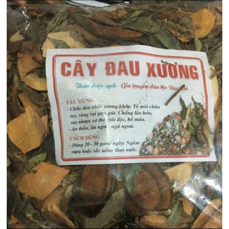 Cây đau xương dân tộc