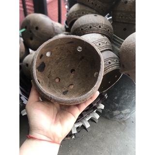 Gáo dừa treo lan