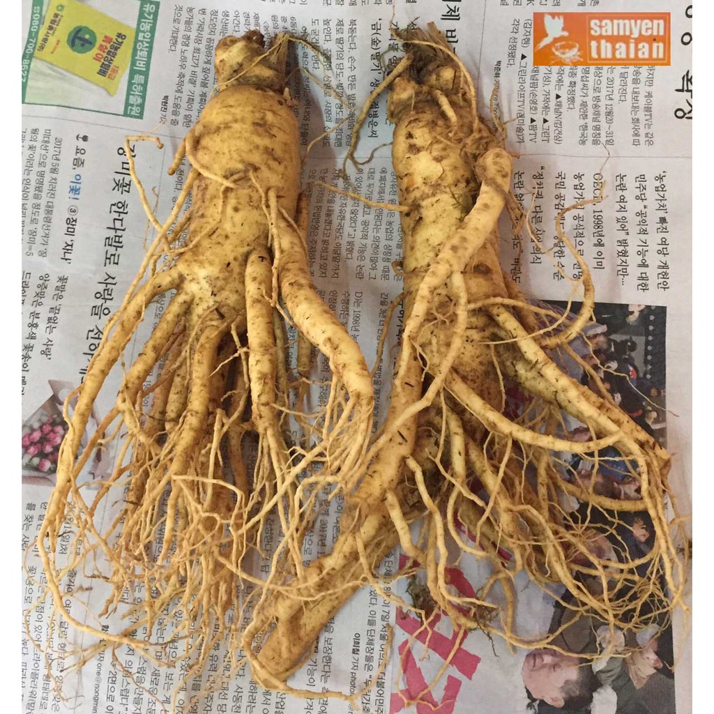 2 Củ Lớn Sâm Tươi Hàn Quốc 6 Năm Tuổi, Nhân Sâm Hàn Quốc, tác dụng chống mệt mỏi, sâm tươi hàn quốc
