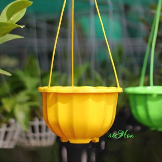 Chậu treo bí lớn đủ màu (kèm quai treo)