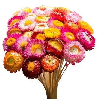 hạt giống hoa bất tử hỗn hợp gói 0.5gr