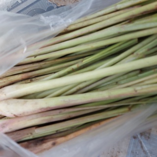 Giao HCM Sả Cây Trồng Sạch Tại Đà Lạt 1kg