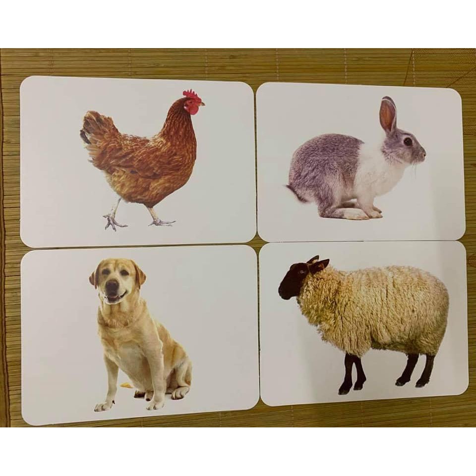 Bộ thẻ Flashcard dạy trẻ về thế giới xung quanh 15 chủ đề