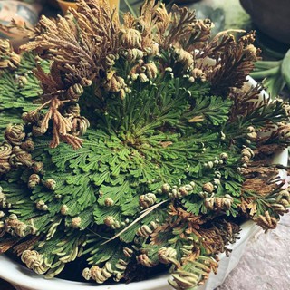 Cây Phục Sinh - Cây Phong Thủy Mang Tài Lộc & Thịnh Vượng l XÔ THƠM THANH TẨY