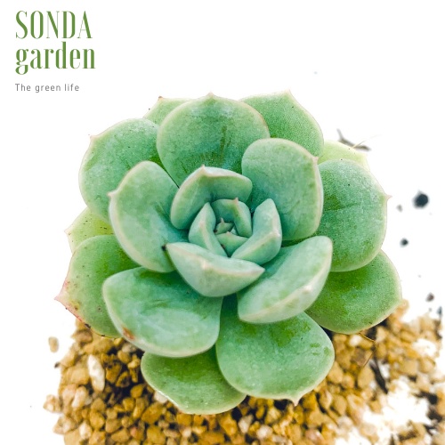 Sen đá liên đài trắng SONDA GARDEN size mini 2.5-4cm, xuất xứ Đà Lạt, khoẻ đẹp, lỗi 1 đổi 1