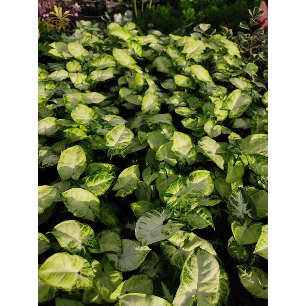 Chậu cứng Syngonium pixie