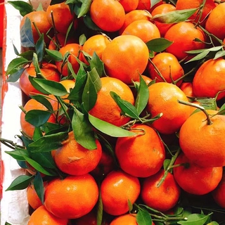 (XẢ HÀNG) Cây CAM ĐƯỜNG CANH ghép, giống cây F1 siêu sai quả, quả ngon ngọt, năng suất cao