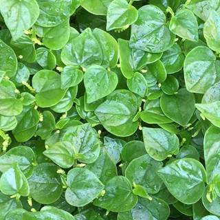 0,5gr - HẠT GIỐNG RAU CÀNG CUA