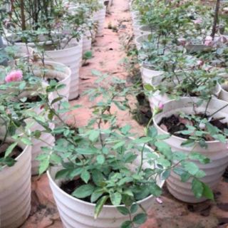 Combo 10 chậu gân tròn xoắn to kt 32x35