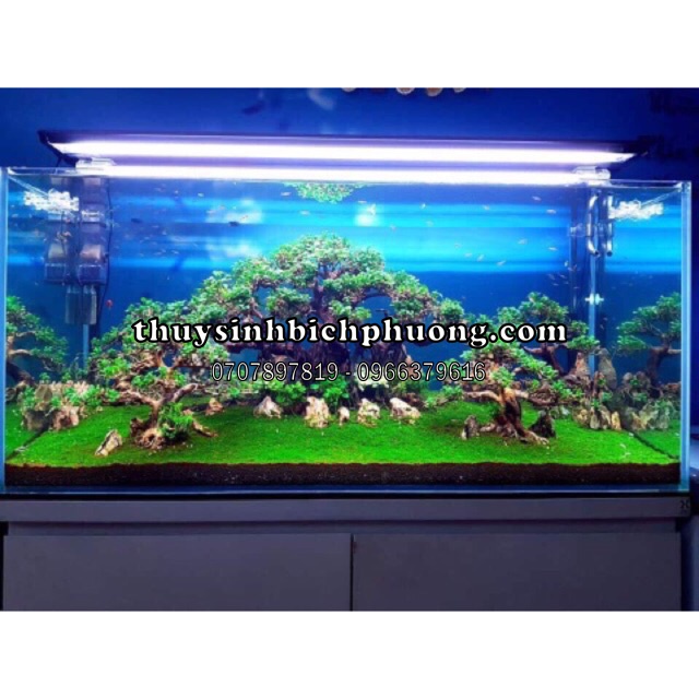 MINIFISS VÒ SẤY KHÔ / TƯƠI