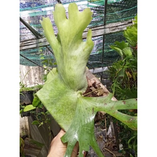 Ổ rồng Holttumi size trung, đã bám bảng gỗ