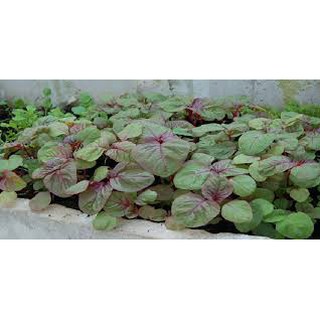 10 Gram Hạt Giống Rau Dền 3 Màu ( dền khoang)