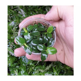 Cây Ráy Nana Petite Thái