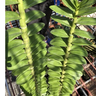 Phi điệp hàng rừng hoa phong lan mít uyên ương