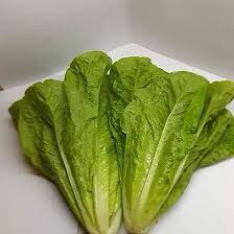 Xà Lách Romaine Cây sinh trưởng phát triển mạnh. Trồng quanh năm. Chịu nhiệt tốt
