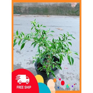 Bụi Ớt Hiểm Trái Lớn
