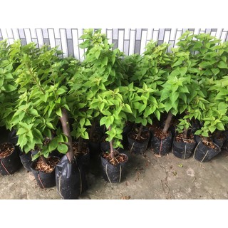 Combo 20 cây hoa giấy mỹ