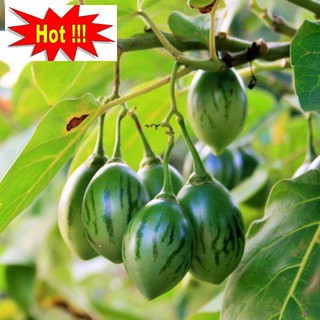 Hạt Giống Cà Chua Thân Gỗ - 10 Hạt