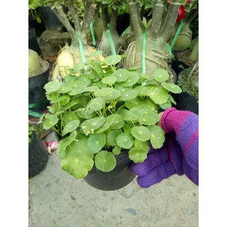 Cây rau má thái ( sống thủy sinh)