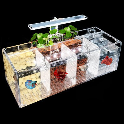 [hot sale]Hộp acrylic nuôi cá chọi betta 4 ngăn trong suốt