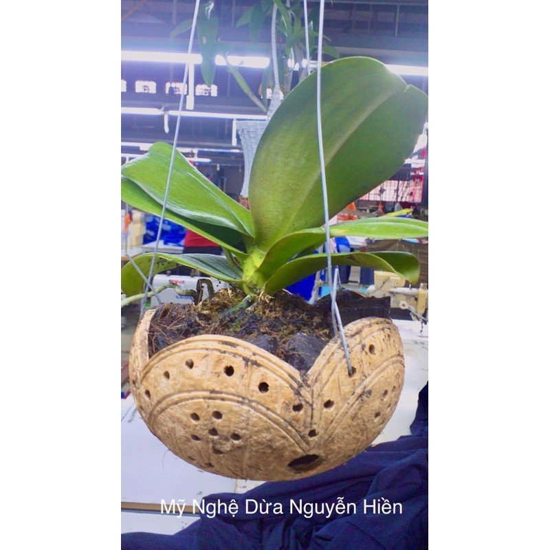 CHẬU GÁO DỪA TRỒNG LAN NGHỆ THUẬT