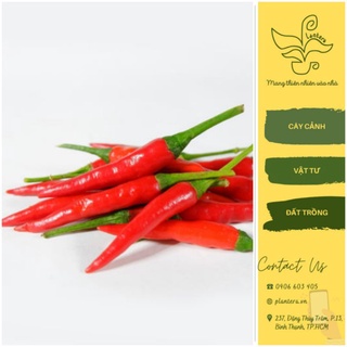Cây giống ớt chỉ thiên - cây cảnh - cây rau giống - cây gia vị
